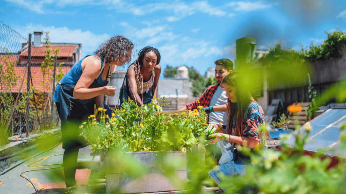 Community Garden Image