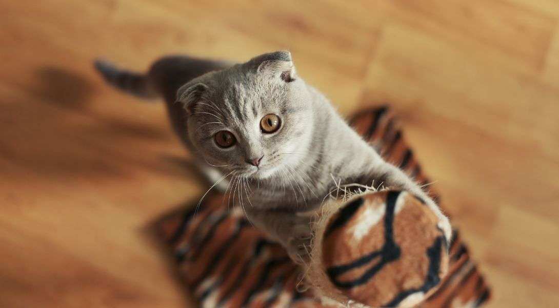 1 Cat Sharpening Claws on Scratching Post
