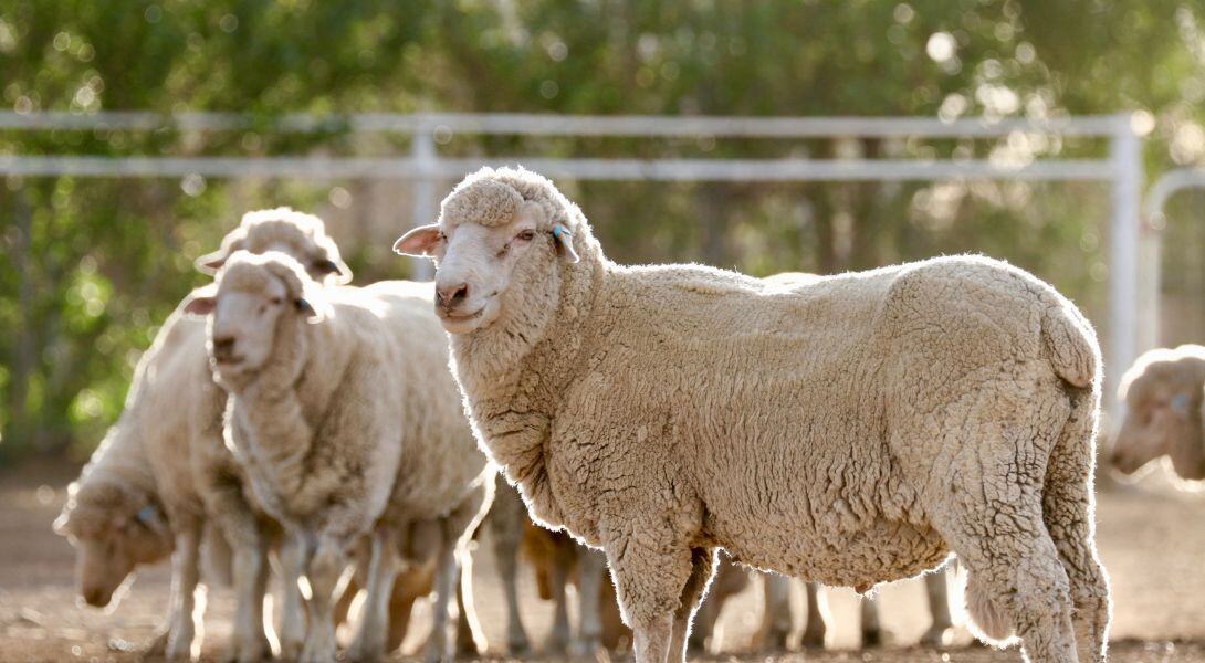 Australian Sheep Backlit by Sun