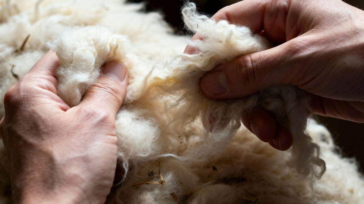 Australian Wool being hand processed