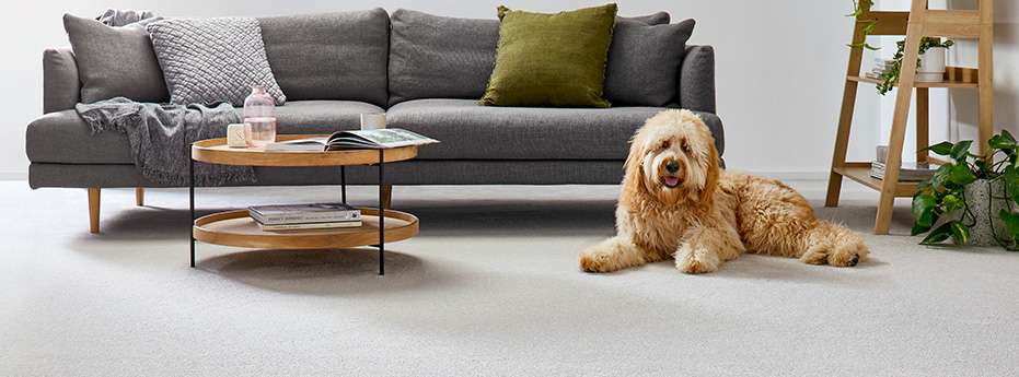 Living Room with Dog on grey carpet