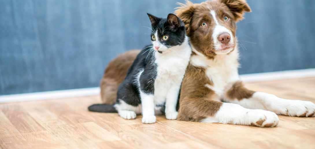 Pets on Wooden Floor Image